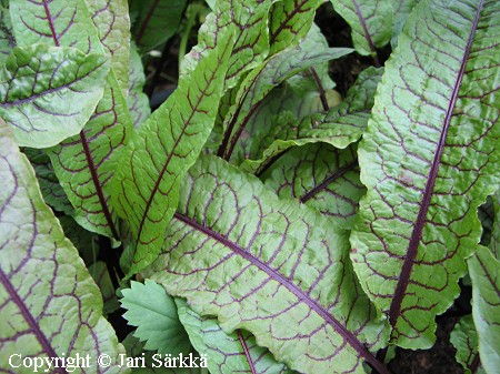 Rumex sanguineus var. sanguineus, punahierakka